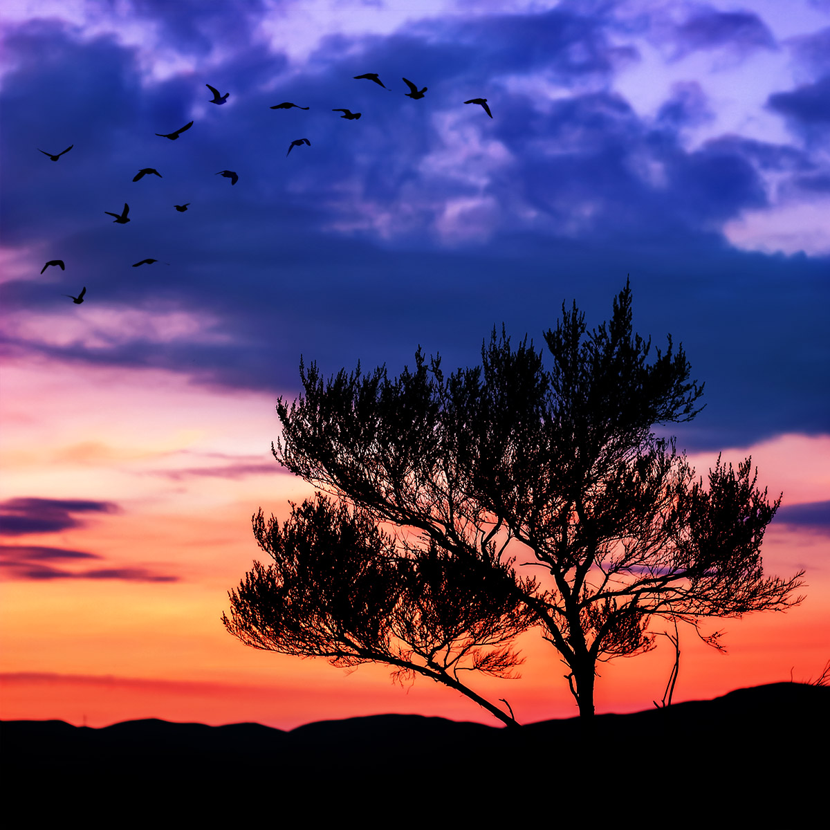 Hutt Sunset_birds